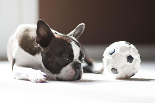 mascota aburrida