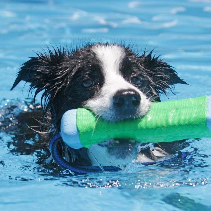 piscina terapia mascotas