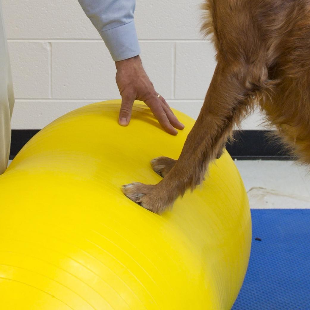 Ejercicios Terapéuticos